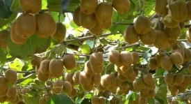 前厄瓜多尔国家队主教练加盟国足竞聘 新帅国足展望